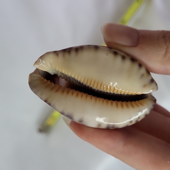 Horoscope Tiger Cowry Seashell Scrimshaw Carved Capricorn Perfect Cypraea Tigris - Picture 5 of 8